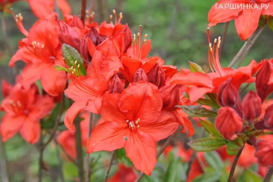 Рододендрон (Азалия) Бриллиант