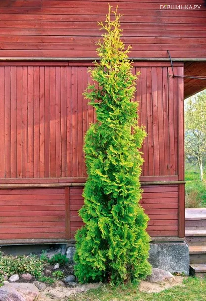 Туя Спиралис западная