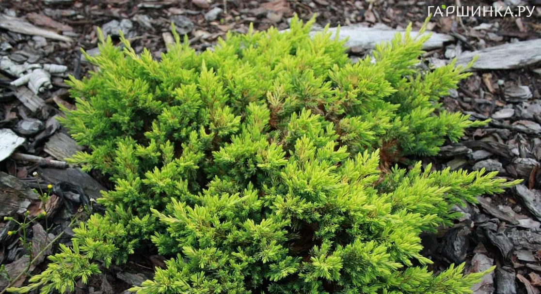 Можжевельник Кишиогима лежачий