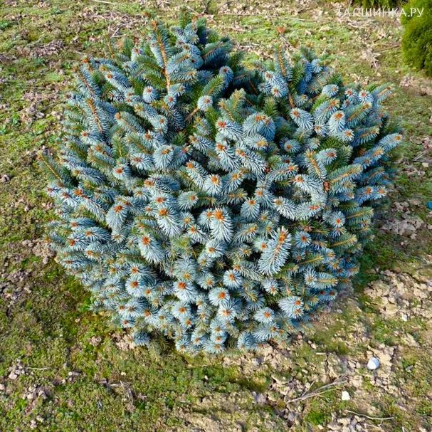 Ель Миджет ситхинская