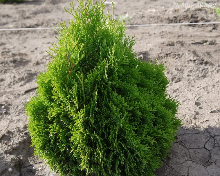 Туя Мики западная