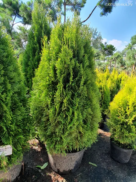 Туя Смарагд Витбонт западная