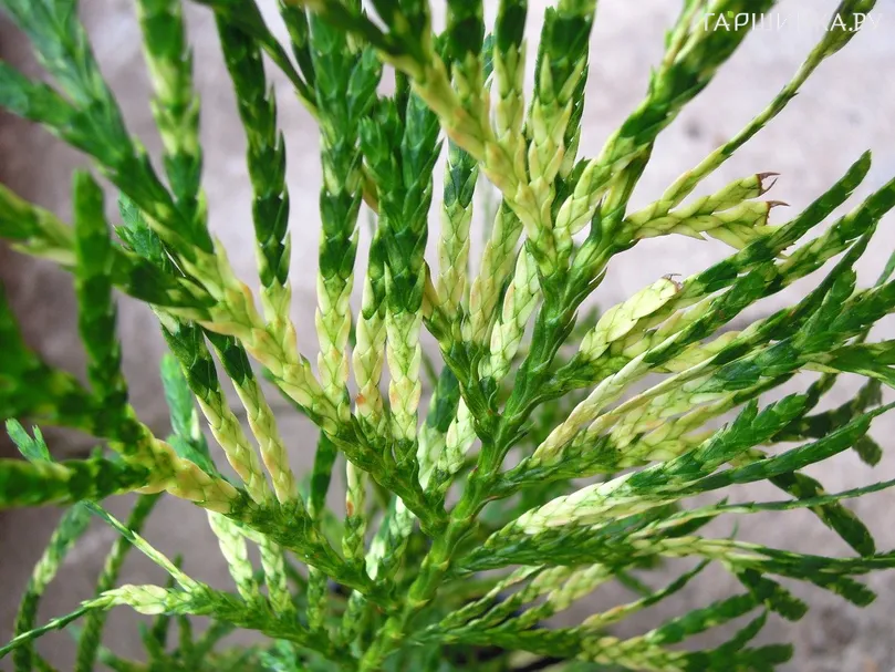 Туя Зебрина складчатая