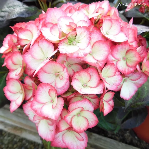 Гортензия Шарм крупнолистная
