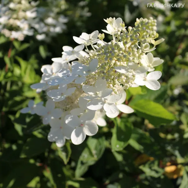 Гортензия Вайт Леди (Белая Леди) метельчатая