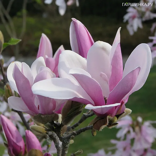 Магнолия Джордж Генри Керн