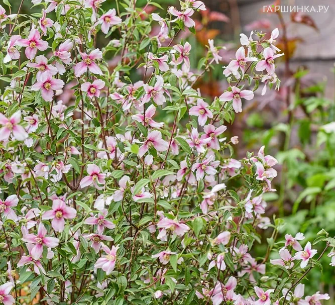 Чубушник Петит Парфюм Пинк