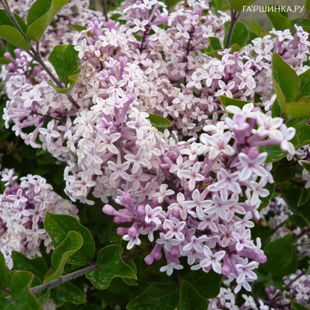 Сирень Джози