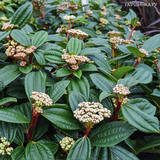 Калина Давида