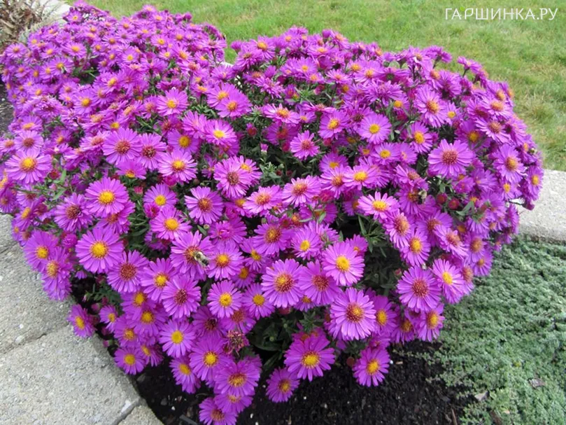 Астра Аннеке кустарниковая