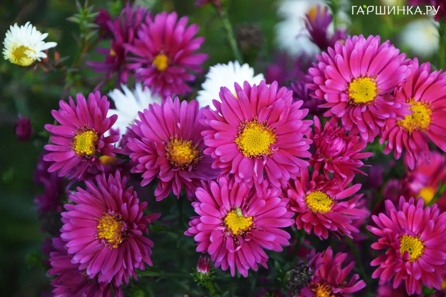 Астра Эльта новобельгийская