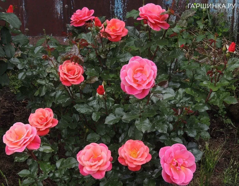 Роза Мелюзина