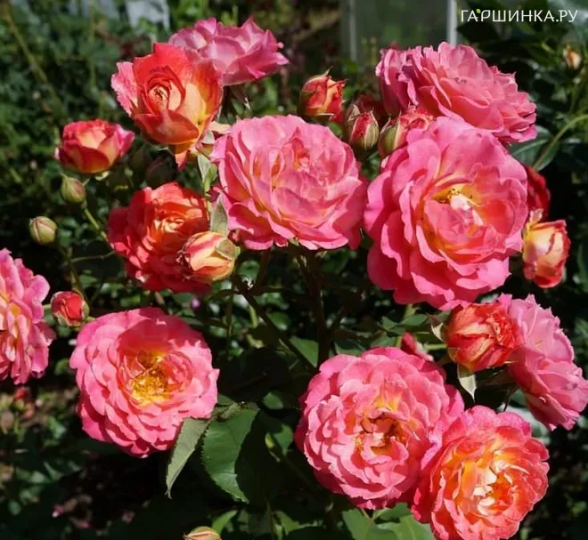 Роза Мишель Бедросьян