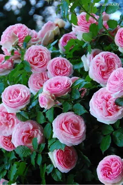 Роза Пьер Де Ронсар