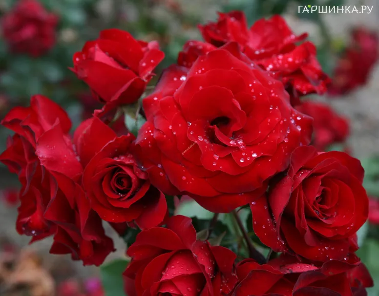 Роза Ротер Драхе флорибунда