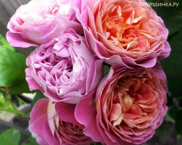 Роза Сентенер де Лейле