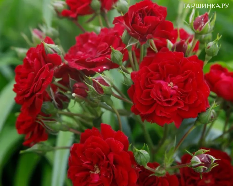 Роза Силуэта Кримсон