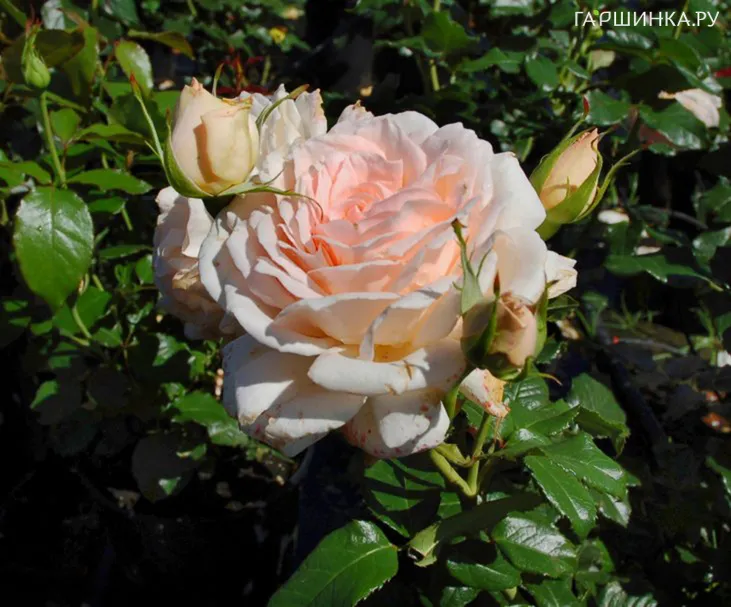 Роза Чандоз Бьюти чайно-гибридная