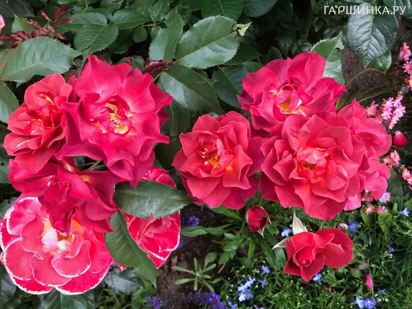 Роза Чинко де Майо