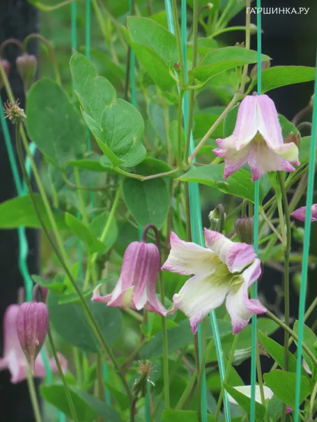 Клематис Фэй крупноцветковый (2)