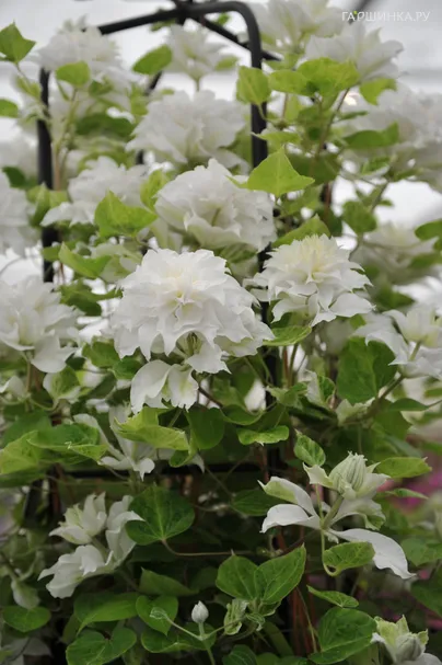 Клематис Мария Склодовская Кюри крупноцветковый (2)