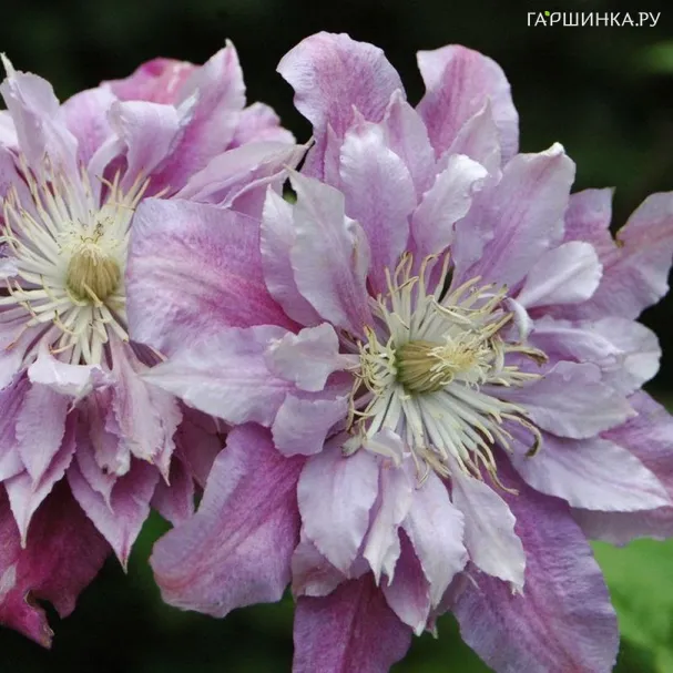 Клематис Рагамаффин крупноцветковый (2)