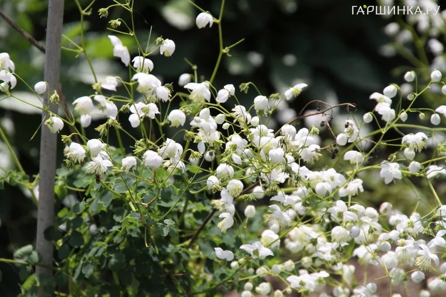 Василистник Делавея Альбум