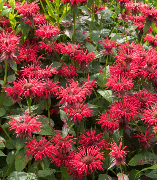 Монарда Гаденвью Скарлет