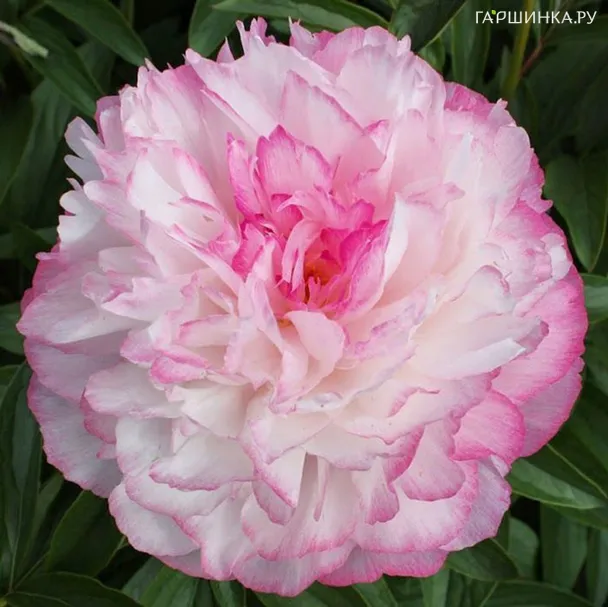 Пион Джокер