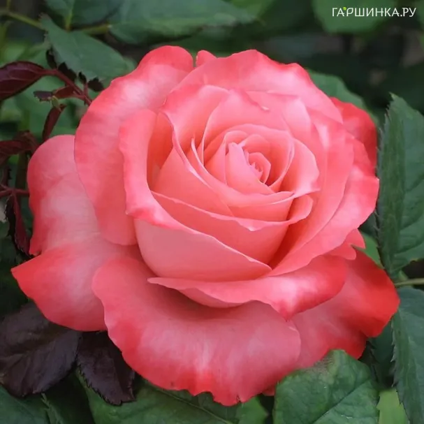 Роза Нобилис чайно-гибридная