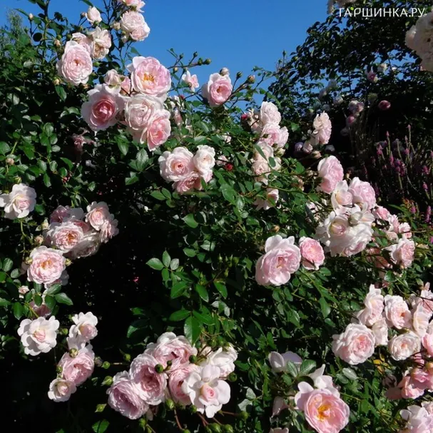 Роза Сабрина