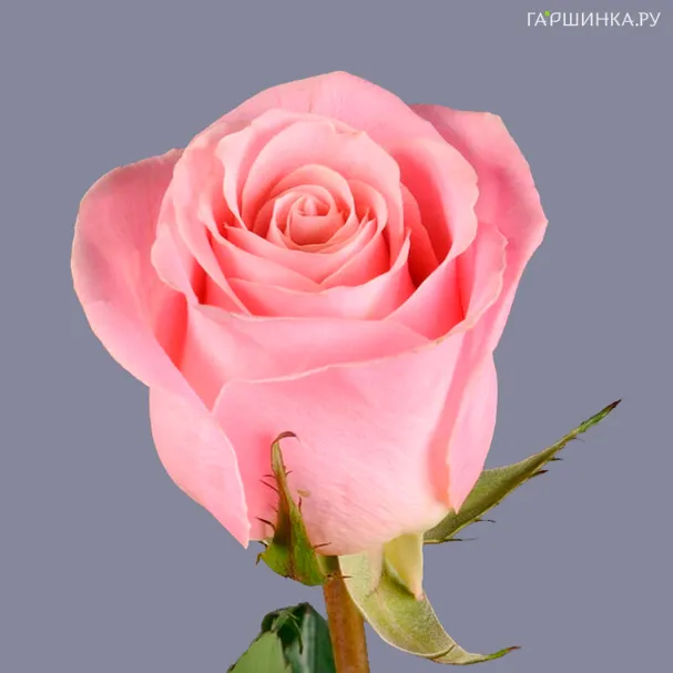 Роза Хермоза