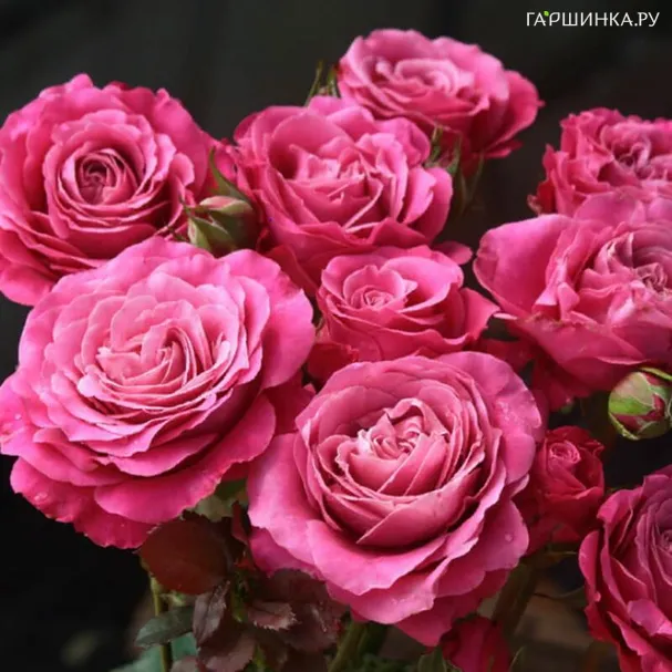 Роза Олл фо Лав чайно-гибридная