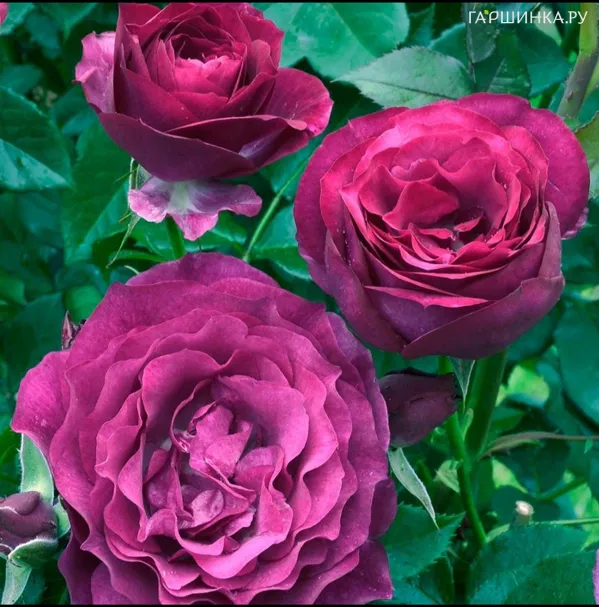 Роза Аманда Блю чайно-гибридная