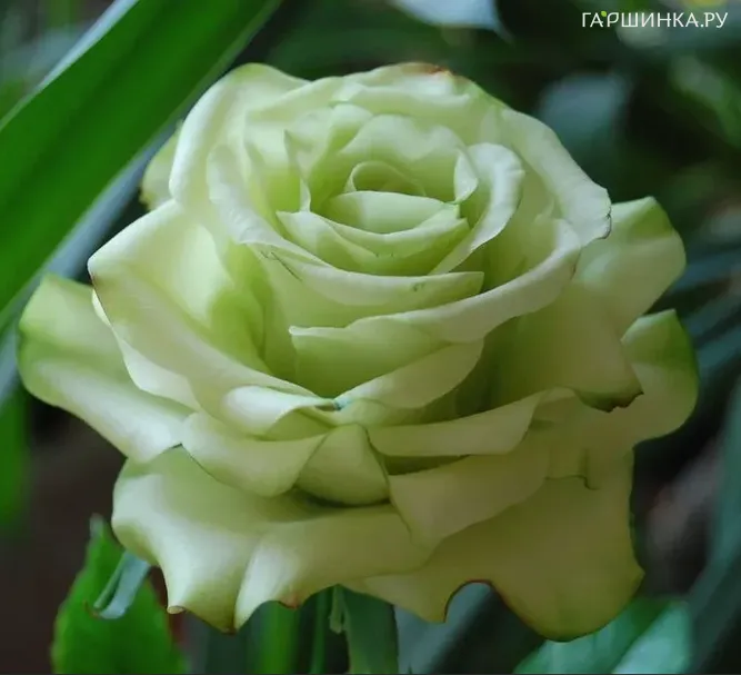 Роза Грин Ти