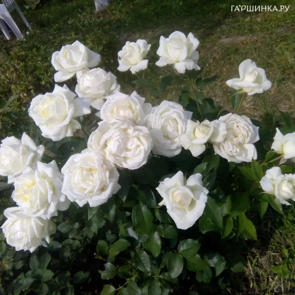 Роза Карен Бликсен