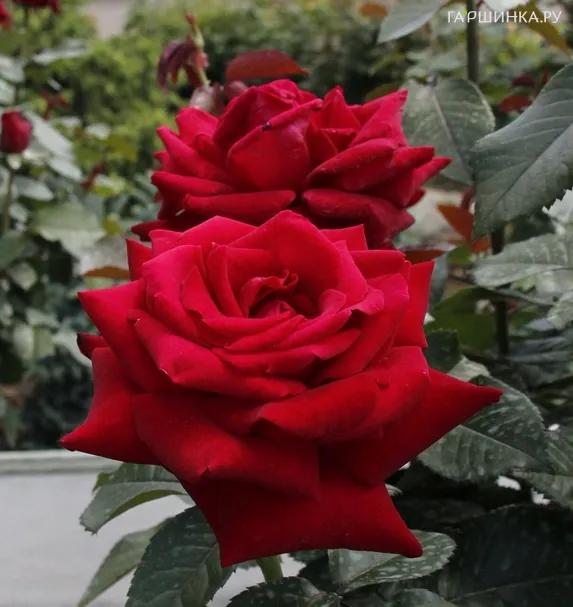 Роза Роял Баккара