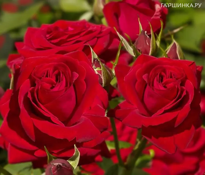 Роза Софи Лорен чайно-гибридная