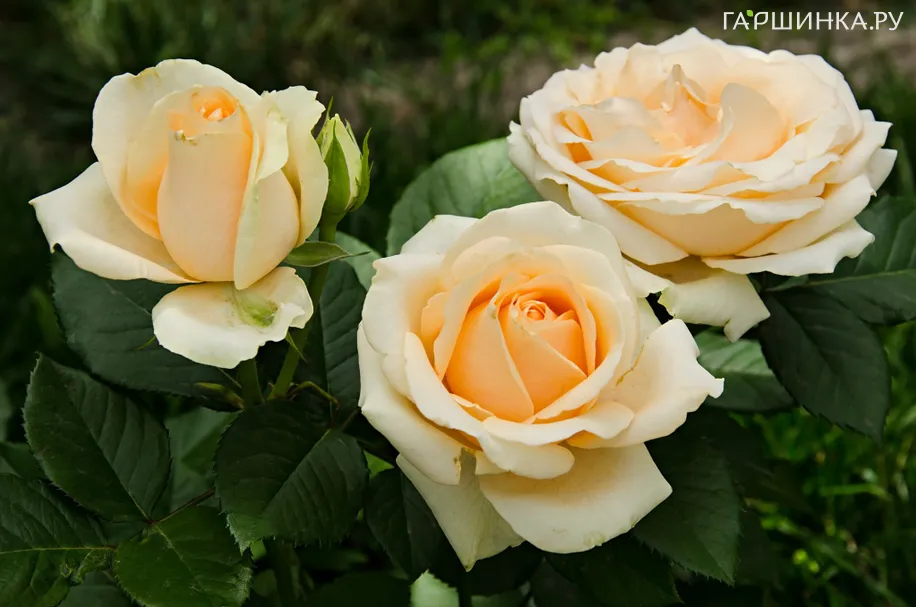 Роза Талея чайно-гибридная