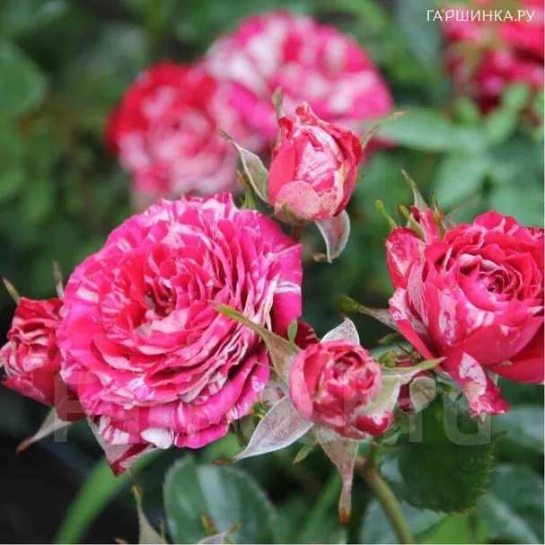 Роза Пинк Флеш спрей