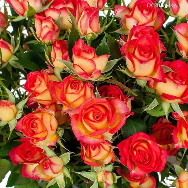 Роза Рубиэлла