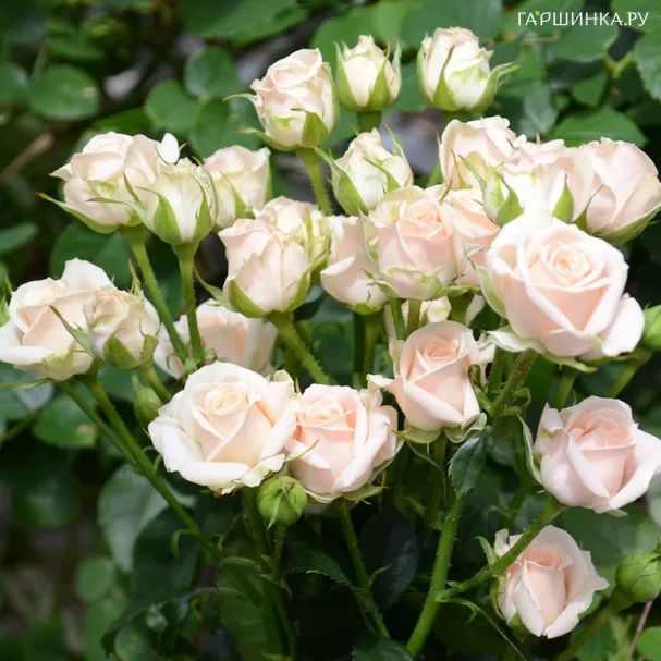 Роза Сноу Флейк