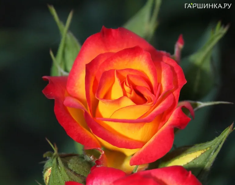 Роза Тайфун чайно-гибридная