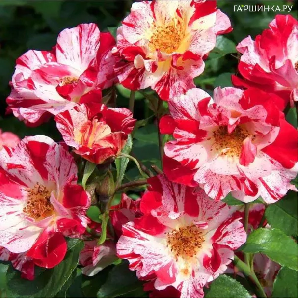 Роза Форт Оф Джули