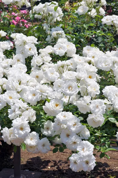 Роза Айсберг шраб