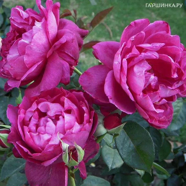 Роза Интрига флорибунда