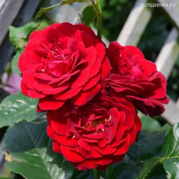 Роза Ред Эмпайр флорибунда