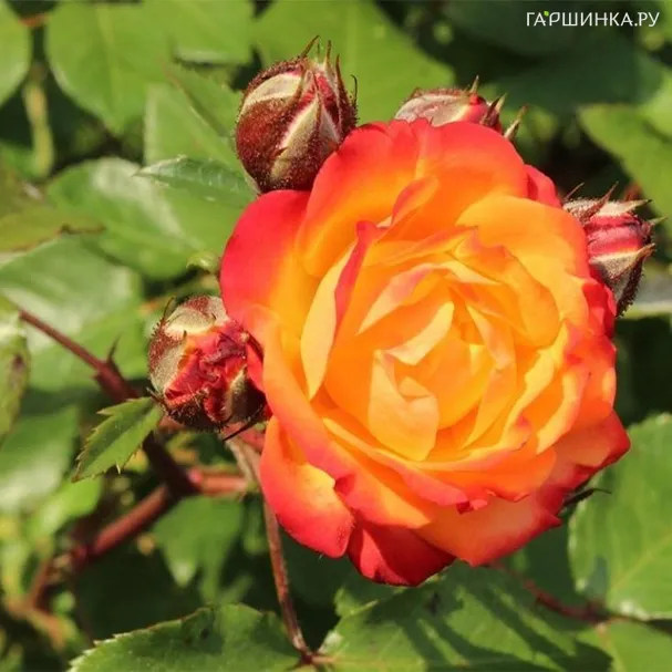 Роза Румба флорибунда