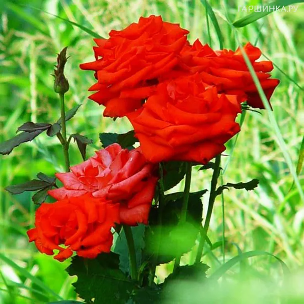 Роза Корвет чайно-гибридная