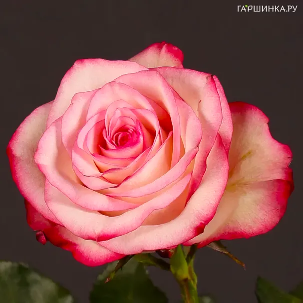 Роза Палома